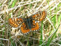 Euphydryas aurinia