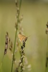 Euphydryas aurinia