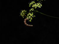Eupithecia centaureata