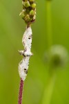 Eupithecia centaureata