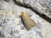 Eurhodope cirrigerella