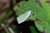 Earias clorana