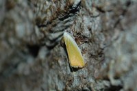Earias clorana