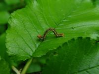 Erannis defoliaria