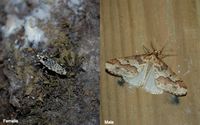 Erannis defoliaria