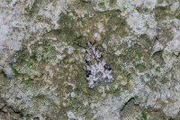 Eudonia delunella