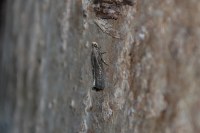 Eccopisa effractella
