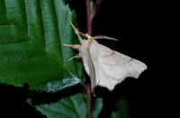 Ennomos erosaria