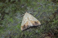 Evergestis extimalis