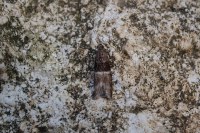Elegia atrifasciella