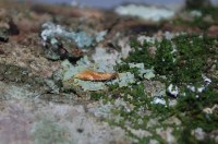 Epicallima formosella