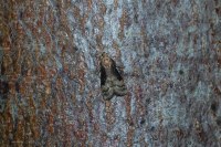 Euzophera fuliginosella