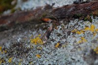 Euzophera fuliginosella