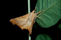 Ennomos fuscantaria