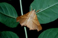 Ennomos fuscantaria