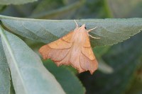 Ennomos fuscantaria