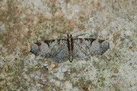 Eupithecia insigniata