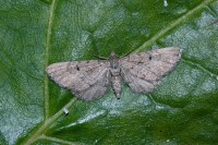 Eupithecia intricata