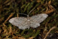 Eupithecia inturbata