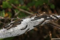 Eriogaster lanestris