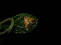 Evergestis limbata