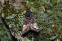 Euplexia lucipara