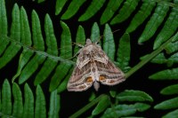 Euchalcia modestoides