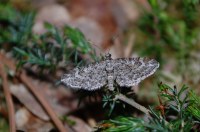 Eupithecia nanata