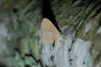 Euchoeca nebulata