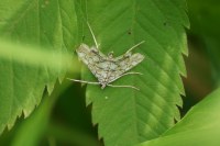 Elophila nymphaeata