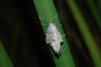 Elophila nymphaeata
