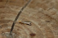 Eurodachtha pallicornella