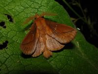 Euthrix potatoria