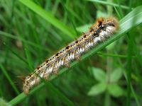 Euthrix potatoria