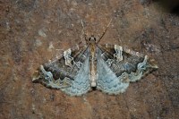 Eulithis prunata