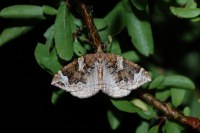 Eulithis prunata