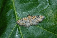 Eupithecia pulchellata