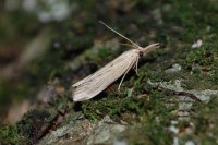 Ematheudes punctella