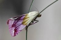 Eublemma purpurina