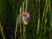 Eublemma purpurina