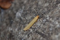 Indalia pygmaeola pallifrons