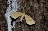 Gandaritis pyraliata