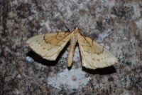 Gandaritis pyraliata