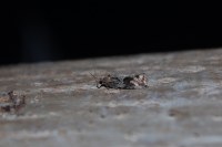 Endothenia quadrimaculana