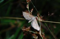 Eupithecia scopariata