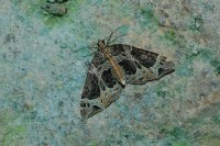 Ecliptopera silaceata