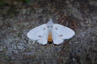 Sphrageidus similis