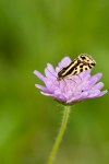 Emmelia trabealis