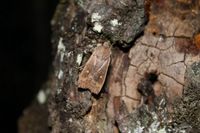 Eupsilia transversa