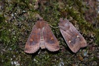 Eupsilia transversa
